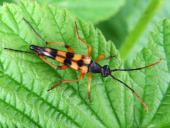 Schlanker Schmalbock (Strangalia attenuata)-L. Klasing