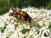 Paarung: Schlanker Schmalbock (Strangalia attenuata)-L. Klasing