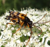 Paarung: Schlanker Schmalbock (Strangalia attenuata)-L. Klasing