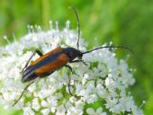 Kleiner Schmalbock (Stenurella melanura)-L. Klasing