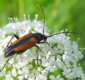 Kleiner Schmalbock (Stenurella melanura)-L. Klasing