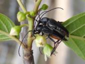 Paarung: Schwarzer Schmalbock (Stenurella nigra)-L. Klasing