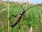 Moschusbock (Aromia moschata)-L. Klasing
