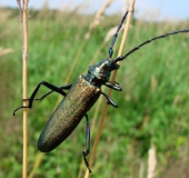 Moschusbock (Aromia moschata)-L. Klasing