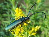 Moschusbock (Aromia moschata)-L. Klasing