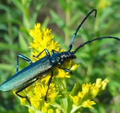 Moschusbock (Aromia moschata)-L. Klasing