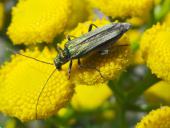 Grüner Scheinbockkäfer (Oedemera nobilis f)-L. Klasing