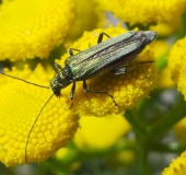 Grüner Scheinbockkäfer (Oedemera nobilis f)-L. Klasing