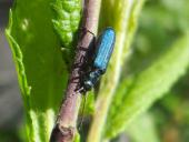 Scheinbockkäfer (Ischnomera spec.)-L. Klasing