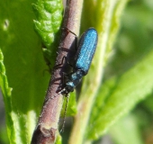 Scheinbockkäfer (Ischnomera spec.)-L. Klasing