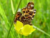 Landkärtchen Frühjahrgeneration (Araschnia levana)-L. Klasing