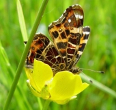 Landkärtchen Frühjahrgeneration (Araschnia levana)-L. Klasing