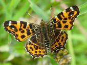 Landkärtchen Frühjahrgeneration (Araschnia levana)-L. Klasing