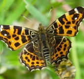 Landkärtchen Frühjahrgeneration (Araschnia levana)-L. Klasing