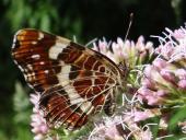 Landkärtchen Sommergeneration (Araschnia levana)-L. Klasing