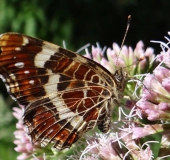 Landkärtchen Sommergeneration (Araschnia levana)-L. Klasing