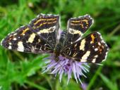Landkärtchen Sommergeneration (Araschnia levana)-L. Klasing