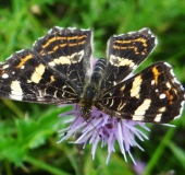 Landkärtchen Sommergeneration (Araschnia levana)-L. Klasing