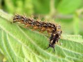 Raupe: Landkärtchen (Araschnia levana)-L. Klasing