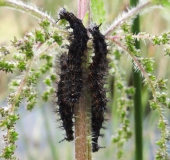 Raupe: Landkärtchen (Araschnia-levana)-L. Klasing