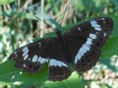 Kleiner Eisvogel (Limenitis camilla)-L. Klasing