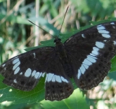 Kleiner Eisvogel (Limenitis camilla)-L. Klasing