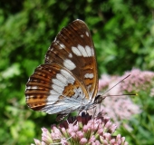 Kleiner Eisvogel (Limenitis camilla)-L. Klasing