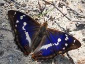 Großer Schillerfalter M. (Apatura iris)-L. Klasing