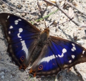 Großer Schillerfalter M. (Apatura iris)-L. Klasing