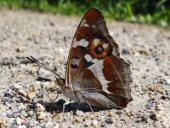 Großer Schillerfalter M. (Apatura iris)-L. Klasing