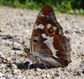 Großer Schillerfalter M. (Apatura iris)-L. Klasing