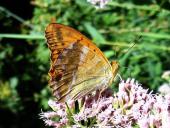 Kaisermantel M. (Argynnis paphia)-L. Klasing