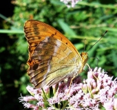 Kaisermantel M. (Argynnis paphia)-L. Klasing