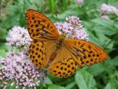 Kaisermantel M. (Argynnis paphia)-L. Klasing