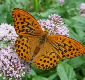 Kaisermantel M. (Argynnis paphia)-L. Klasing