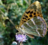 Kaisermantel W. (Argynnis paphia)-L. Klasing