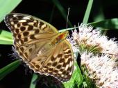 Kaisermantel W. (Argynnis paphia)-L. Klasing