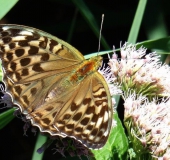 Kaisermantel W. (Argynnis paphia)-L. Klasing