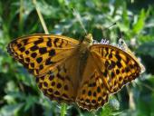 Kaisermantel W. (Argynnis paphia)-L. Klasing