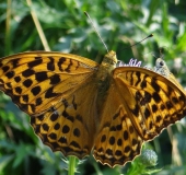 Kaisermantel W. (Argynnis paphia)-L. Klasing