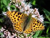 Kleiner Perlmutterfalter (Issoria lathonia) L. Klasing