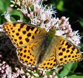 Kleiner Perlmutterfalter (Issoria lathonia) L. Klasing