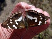 Auf einer Hand: Großer Schillerfalter W.  (Apatura iris)-L. Klasing