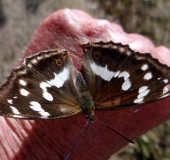 Auf einer Hand: Großer Schillerfalter W.  (Apatura iris)-L. Klasing