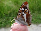 Auf einem Daumen: Großer Schillerfalter M. (Apatura iris)-L. Klasing
