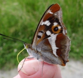 Auf einem Daumen: Großer Schillerfalter M. (Apatura iris)-L. Klasing