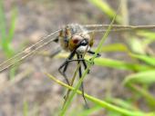 Nordische Moosjungfer W. (Leucorrhinia rubicunda)-L. Klasing