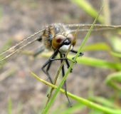 Nordische Moosjungfer W. (Leucorrhinia rubicunda)-L. Klasing