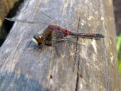 Nordische Moosjungfer M. (Leucorrhinia rubicunda)-rubicunda-L. Klasing