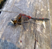 Nordische Moosjungfer M. (Leucorrhinia rubicunda)-rubicunda-L. Klasing